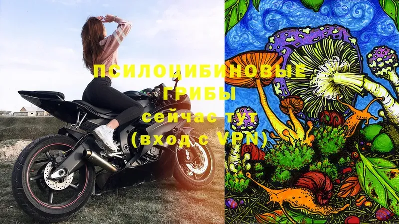 Галлюциногенные грибы Cubensis  Медынь 